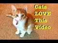 Video For YOUR CAT to Watch !  Entertainment for cats ! Cat TV !