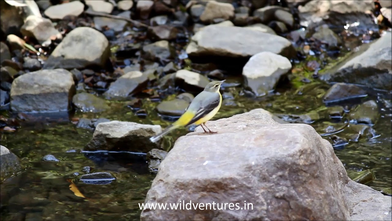 Grey Wagtail - Ranthambore Tiger Reserve 