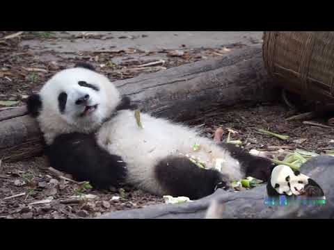 🌸躺着吃的花花, 还举起了小手手  He Hua is lying down to eat bamboo shoots and raising her paw , So Cute! ❤️🐼