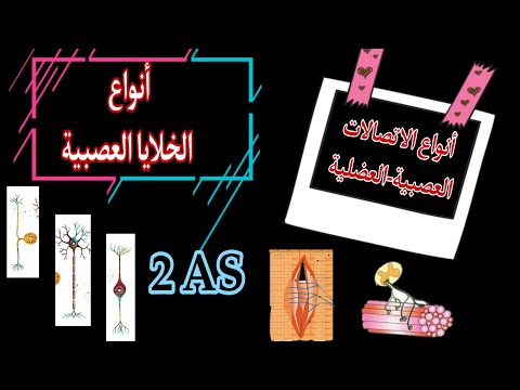 فيديو: متى يتكون المغزل؟