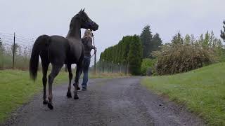 Throw Away Horses Trailer