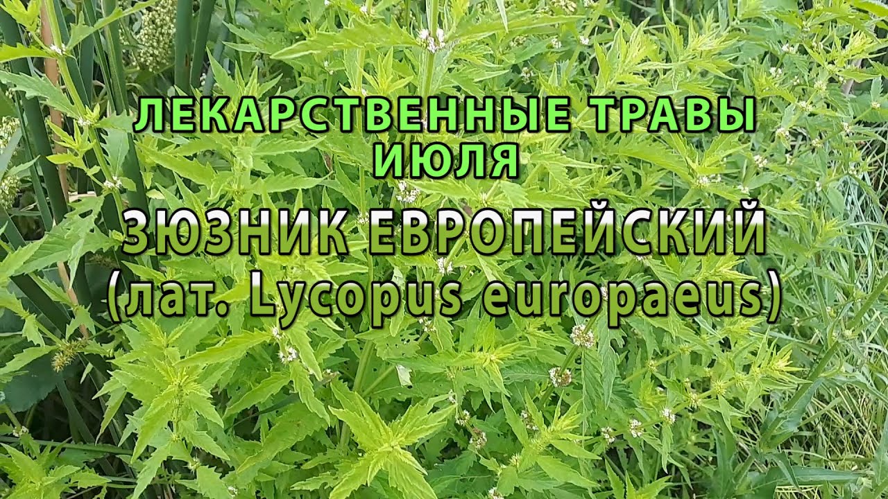 Лекарственные растения июля "Зюзник европейский" - YouTube
