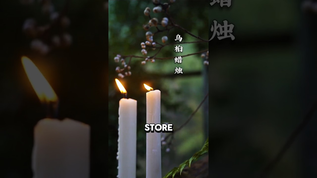 Из ягод с деревьев получаются светящиеся свечи 🤯