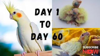 Baby Cockatiel Growth Stages | Cocktail growth stage