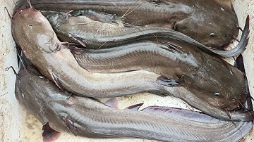 Đạp hang bắt cá ngát ở miền Tây mùa này không làm cho cả nhà thất vọng