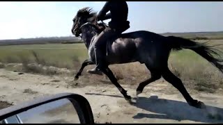 Tufan Zerdab Alicanli Nadirin Ati. Gonderdi Elnur