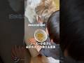 【感動】1歳の子供にお手のさせ方を教える優しいシーズー犬 #shorts #犬のいる暮らし #shihtzu #癒し動画 #はに丸