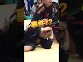 【 珍試合 】ブラジリアン柔術の試合で数々起こる悲劇(笑) #格闘技 #ブラジリアン柔術 #柔術 #グラップリング #総合格闘技 #護身術