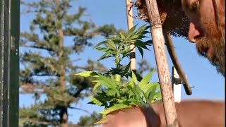 Marijuana Growers Tell State Regulators Taxes, Red Tape May Wipe Them Out