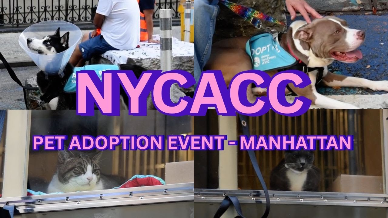 NYC's ANIMAL CARE CENTER - OUTDOOR PET ADOPTION EVENT - MANHATTAN