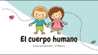 2º Básico - El cuerpo humano: Ubicación órganos - Ciencias naturales