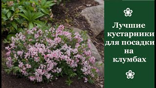 ❀ Лучшие кустарники для посадки на клумбах: обзор, выращивание и уход