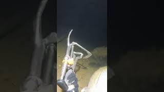 A dangerous fish in the ocena 😨 #aquaverse #fishing #deepblue #deepsea #fish #divng #ocean #dive