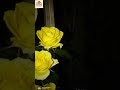 A little beauty blooming quietly on my balcony.#ytshorts#YellowRose #asthetic  #Flower #ShotOnOppo