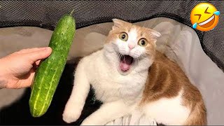 : The Funniest Pet Videos 2024  Very Funny Dogs and Cats Are Here To Break Your HEART  PART 7