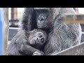 母親にひっついて離れない甘えん坊な子ゴリラ ⭐️Gorilla【京都市動物園】Kintaro who wakes up his sleeping mom and snuggles up.