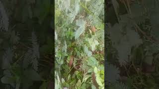 bunga putri malu #shorts #dj #cover