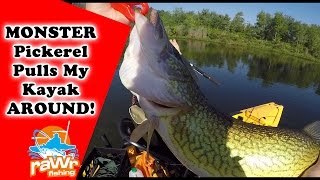 Double Drop shot Rig for Monster Pickerel - pulling my Kayak (Kayak Fishing)