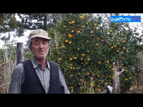 გურიის ახალი ამბები – უხარისხო ციტრუსის მოსავალი მამათში – ჩემი თემი, ჩემი სოფელი, ჩემი არჩევანი
