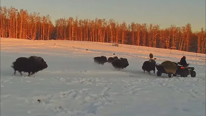 Muskoxen chase lunch, and each other!  2025-12-11 c. 11:30am (muskox cam, explore.org)
