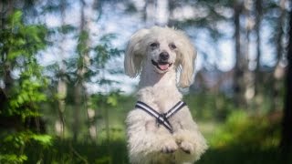 50 DOG-TRICKS /Chinese crested Vixie/ by Лера Митителу 7,444 views 7 years ago 3 minutes, 33 seconds