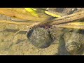 田植えした途端に稲を食べられてしまう 犯人はジャンボタニシ 佐賀県で初の 注意報 も 田植えした途端に稲を食べられてしまう 犯人はジャンボタニシ 佐賀県で初の 注意報 も