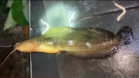 Câu cá rô và cấm câu cá lóc cá trê vàng |Đổ Ngọc Hồ