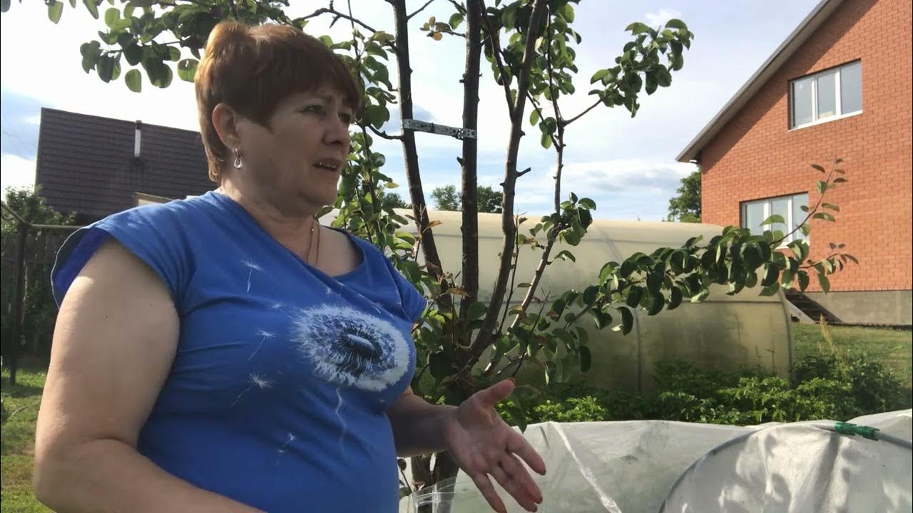 Эти нужные штучки у всех дома под рукой Супер способ от тли Как ...