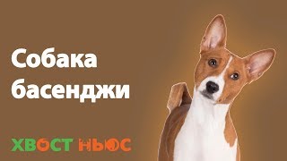 Басенджи порода Басенджи порода