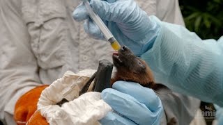 Virus Hunter: Monitoring Nipah Virus in Bat Populations | HHMI BioInteractive Video