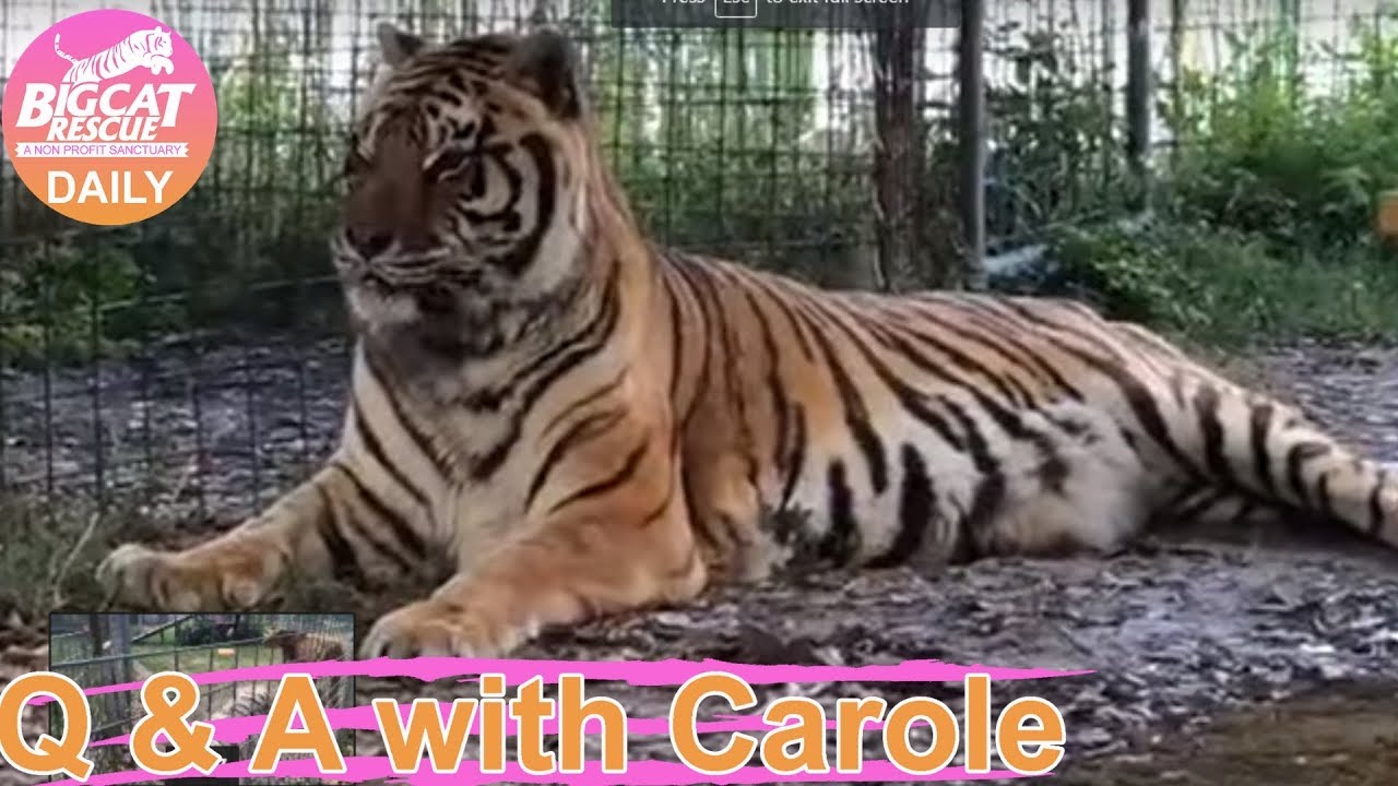 leopard print Q&A with Carole