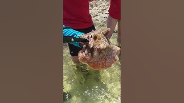 How To Remove Conch Out of It