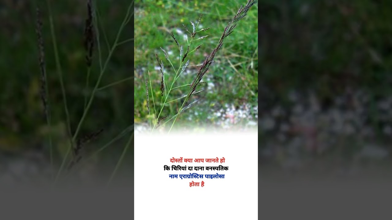 love grass botanical name 