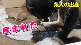 【柴犬 出産ドキュメンタリー】緊迫の自宅出産 妊娠60日目の奇跡