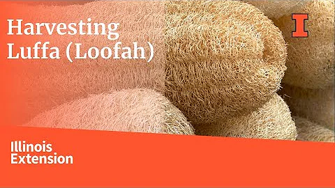 Harvesting Luffa Gourds