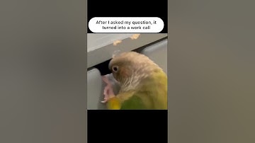 Work call #memes #memesvideo #funnyvideos #memesdailyfunny #lol #work #мемчик #job #unusualmemes