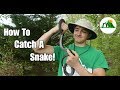 How to Find and Catch a Snake In Your Yard! (Bare Handed)~4K