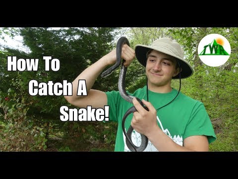 Video: How To Catch Snakes