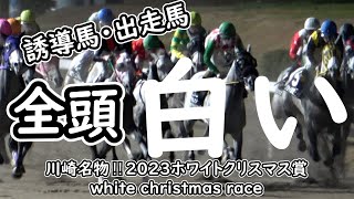 川崎競馬名物‼ 誘導馬、出走馬 全頭白い！ 芦毛、白毛だけのレース  現地映像 white christmas race