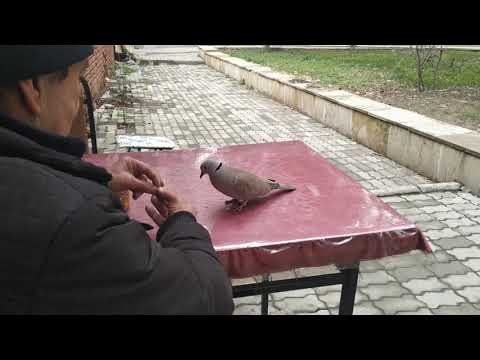 Video: Quş skuterinin batareyası nə qədər davam edir?