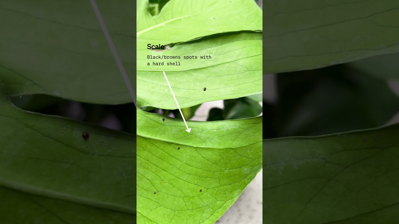 How to recognize common houseplant pests