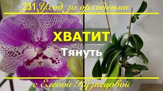 видео: Орхидея и её потомство в опасности! СПАСАЕМ, пока не стало слишком поздно! картинка: Орхидея и её потомство в опасности! СПАСАЕМ, пока не стало слишком поздно!
