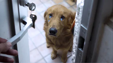 ¿Qué puedo hacer con mi perro cuando voy a trabajar?