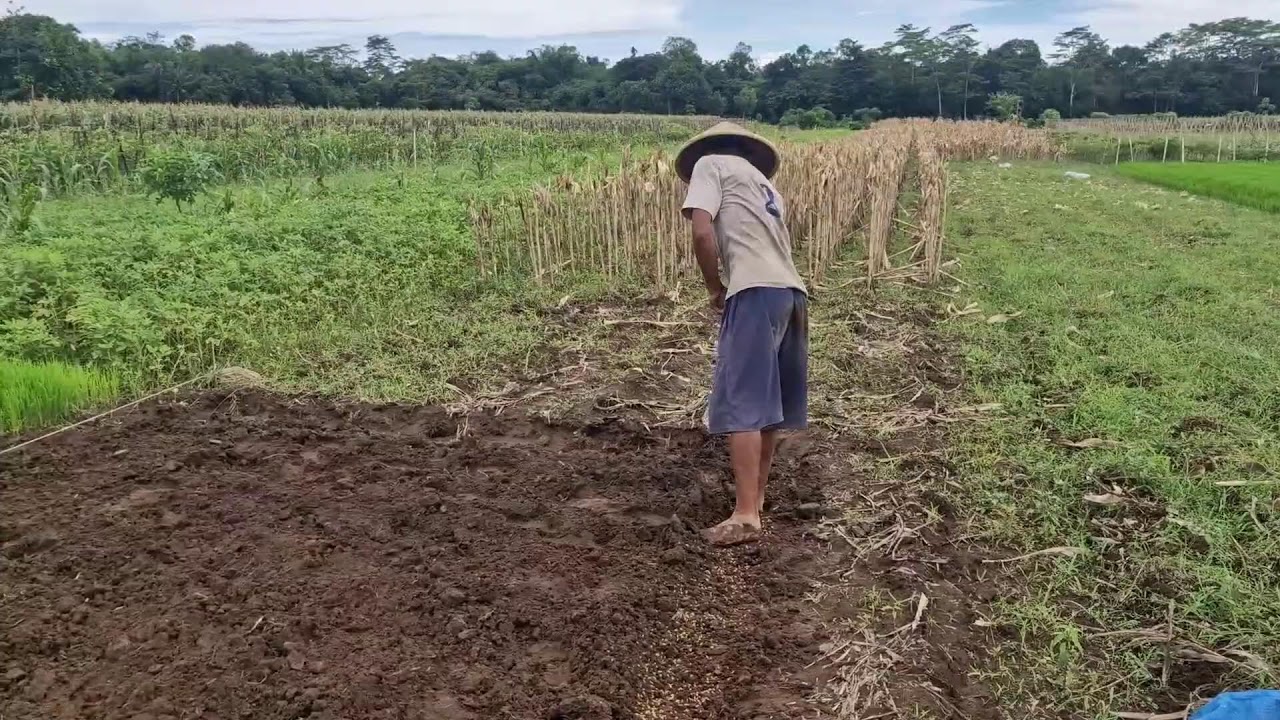 SIMPLE FARMING TOOLS CAN BE USED TO PREPARE LAND FOR RICE SEEDLING - Agriculture Farming