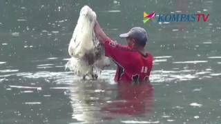 Ngubek Setu, Tradisi Cari Ikan Jelang Ramadhan