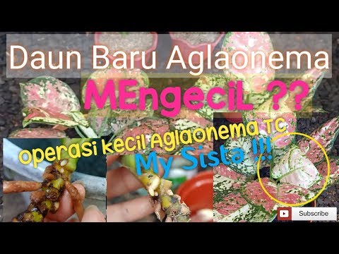 Video: Berdaun Besar Atau Berdaun Kecil - Teh Mana Yang Lebih Baik?