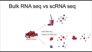 Single cell RNA sequencing