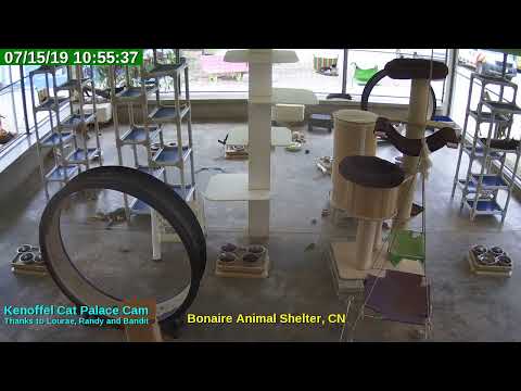 video editing software free Animal Shelter Bonaire Live Stream