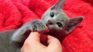 Russian Blue Kitten/ Cat- SOOO CUTE! Check it out by TheDoggyVloggy 262,627 views 10 years ago 2 minutes, 45 seconds