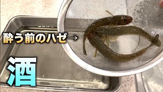 生命力の強いハゼを酒に泳がして酔わすとこうなる。。。　#shorts